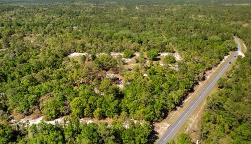 Three Cedars in Cedar Key